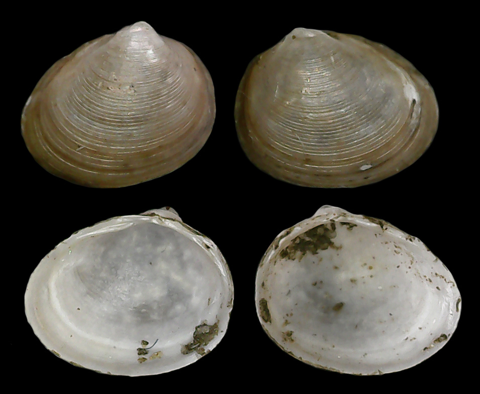 Henslow's Pea Mussel