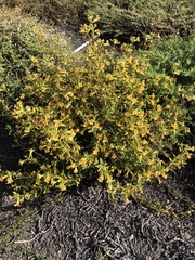 Diplacus longiflorus