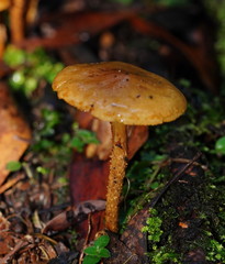 Pholiota squarrosipes