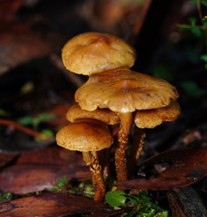 Pholiota squarrosipes