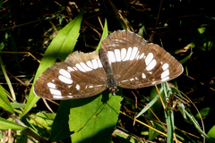 Neptis rivularis