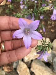 Campanula sibirica divergens