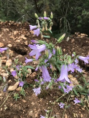 Campanula sibirica divergens
