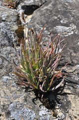 Plantago maritima juncoides