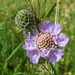 Small Scabious - Photo (c) Andreas Rockstein, some rights reserved (CC BY-SA)