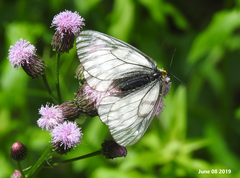 Parnassius stubbendorfii