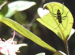 Chlorophorus signaticollis