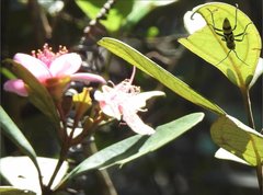 Chlorophorus signaticollis