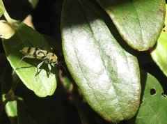 Chlorophorus signaticollis