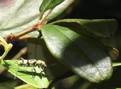 Chlorophorus signaticollis