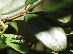 Chlorophorus signaticollis