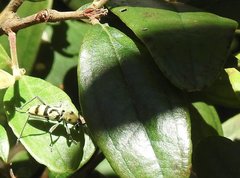 Chlorophorus signaticollis