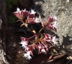 Sidotheca emarginata