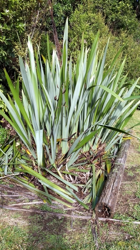 Phormium tenax