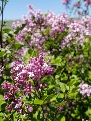 Syringa meyeri