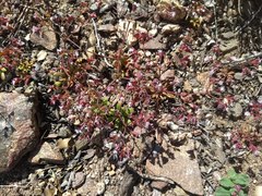 Sidotheca emarginata