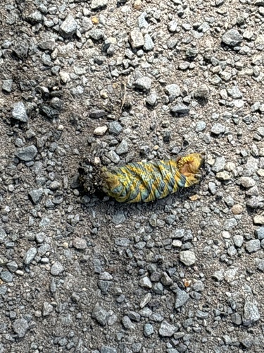 Acherontia atropos