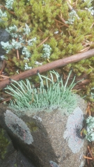 Pilophorus acicularis