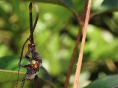 Araneus viridiventris