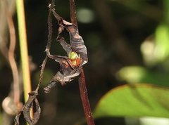 Araneus viridiventris