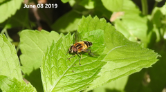 Helophilus eristaloidea
