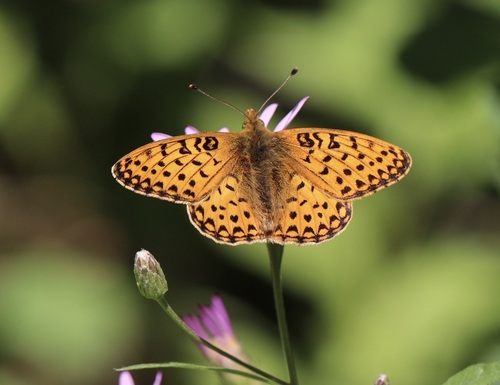 Mormon Fritillary