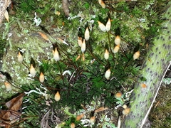 Pogonatum subulatum
