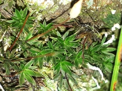Pogonatum subulatum