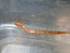 Scolopocryptops gracilis