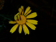 Helenieae