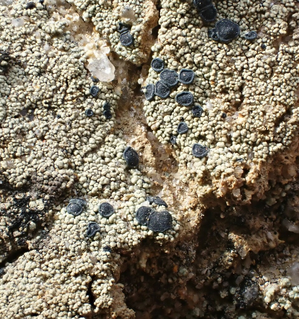 Lecidella meiococca