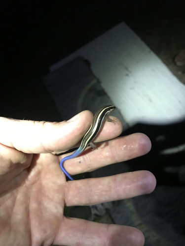 iNaturalist observation photo of Western Skink