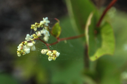 Common Buckwheat