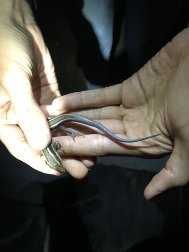 iNaturalist observation photo of Western Skink