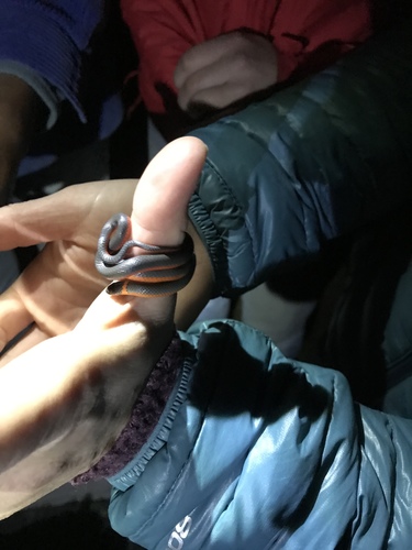iNaturalist observation photo of Ring-necked Snake