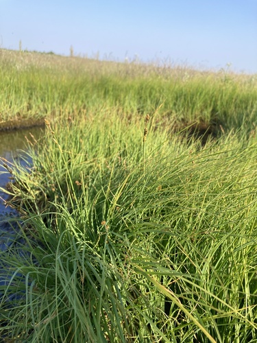 Image of Carex mackenziei by (c) Jake OFlaherty, some rights reserved (CC BY)