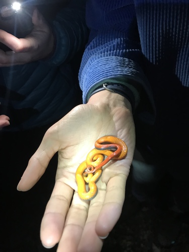 iNaturalist observation photo of Ring-necked Snake