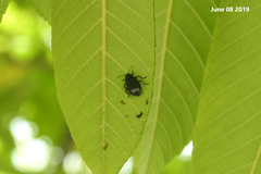 Gastrolina thoracica