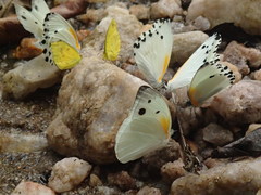 Belenois antsianaka
