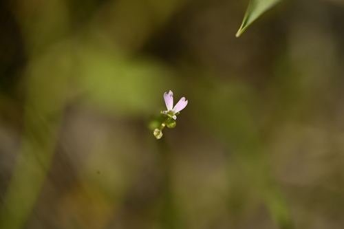 Stylidium tenellum (Stylidium tenellum)