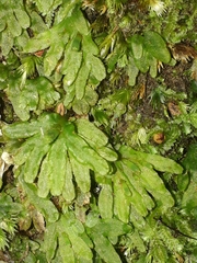 Symphyogyna hymenophyllum