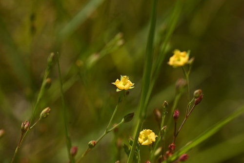 Image of Hypericum japonicum by (c) 曾昱承 Yu-Cheng Zeng, some rights reserved (CC BY)