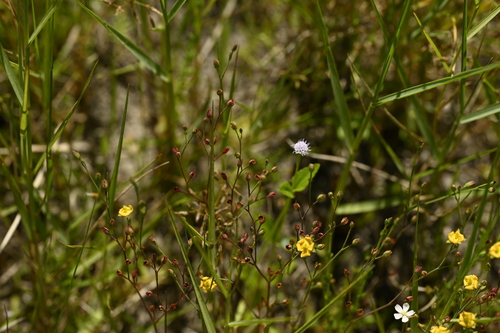 Image of Hypericum japonicum by (c) 曾昱承 Yu-Cheng Zeng, some rights reserved (CC BY)