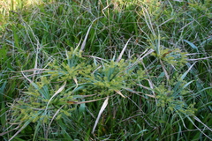 Cyperus meyenianus