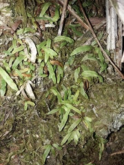 Notogrammitis ciliata