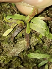 Notogrammitis ciliata