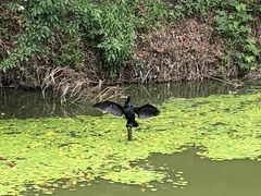 Phalacrocorax carbo