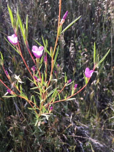 Clarkia purpurea