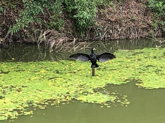 Phalacrocorax carbo