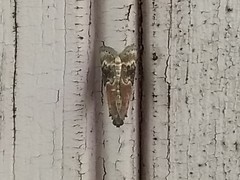 Euzophera semifuneralis